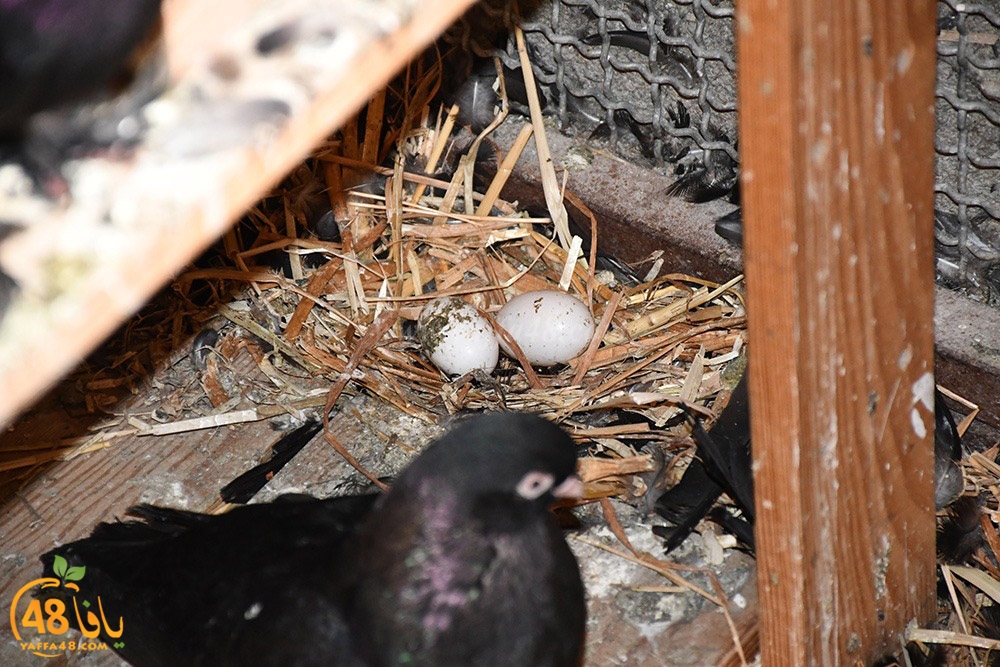 zohdi 3ashoor (98).jpeg